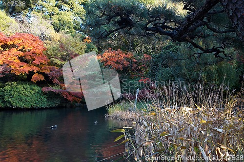 Image of pond