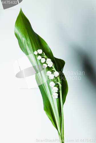 Image of lily of the valley with 13 bells lucky