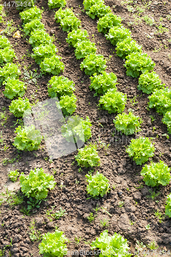 Image of culture of organic salad in greenhouses