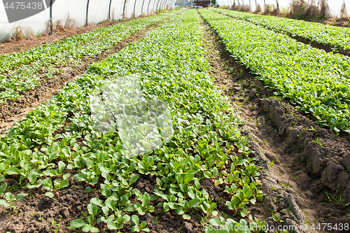 Image of organic radish planting in greenhouses