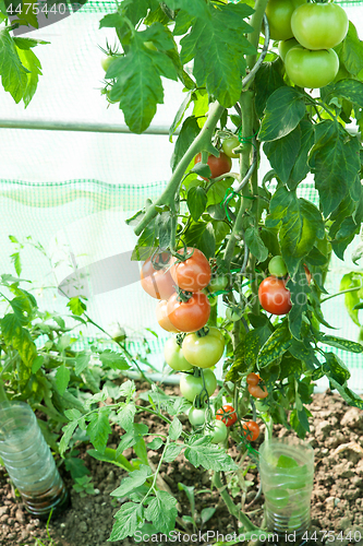 Image of Organic tomatoes in a greenhouse