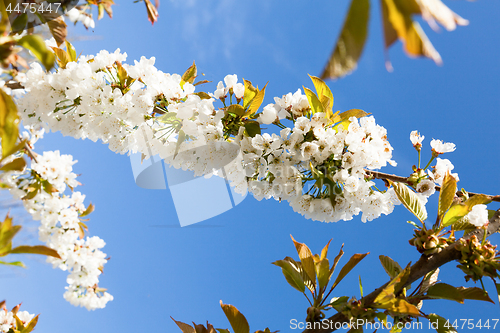 Image of flowering cherry branch on a blue sky