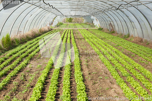 Image of culture of organic salad in greenhouses