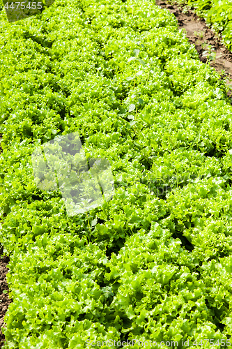 Image of culture of organic salad in greenhouses