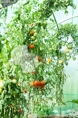 Image of Organic tomatoes in a greenhouse