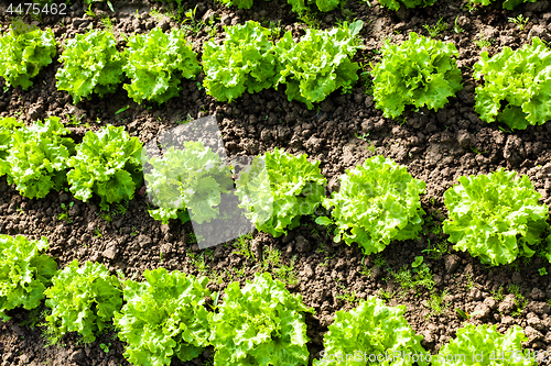 Image of culture of organic salad in greenhouses