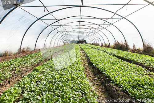 Image of organic radish planting in greenhouses