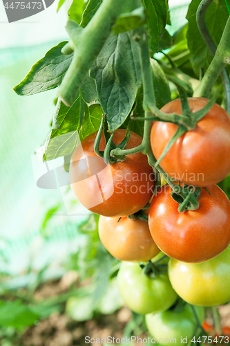 Image of Organic tomatoes in a greenhouse