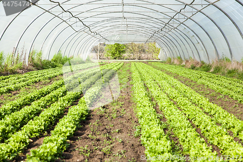 Image of culture of organic salad in greenhouses