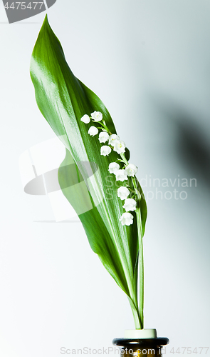 Image of lily of the valley with 13 bells lucky