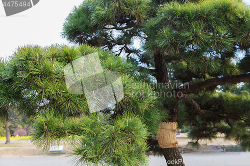 Image of pine trees at hamarikyu gardens park in tokyo