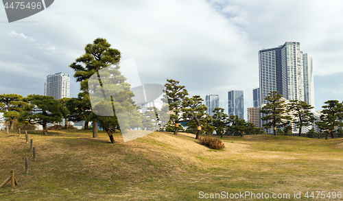 Image of pine trees at hamarikyu gardens park in tokyo