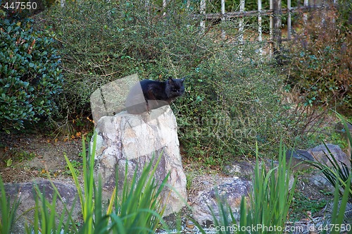 Image of cat on the stone