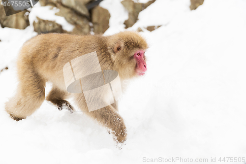 Image of japanese macaque in snow at jigokudan monkey park