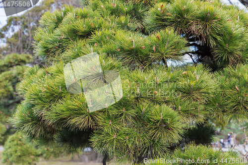 Image of close up of green pine tree branch