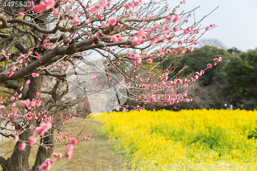 Image of close up of beautiful blooming sakura tree at park