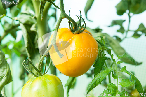 Image of Organic tomatoes in a greenhouse