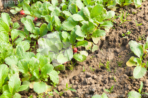 Image of organic radish planting in greenhouses