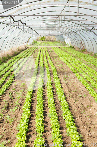 Image of culture of organic salad in greenhouses