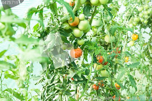 Image of Organic tomatoes in a greenhouse