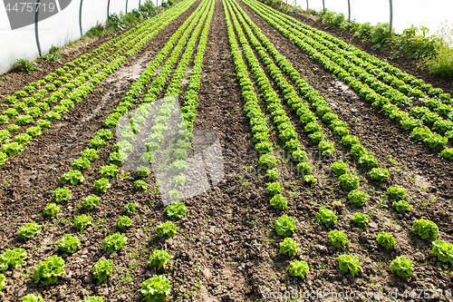 Image of culture of organic salad in greenhouses