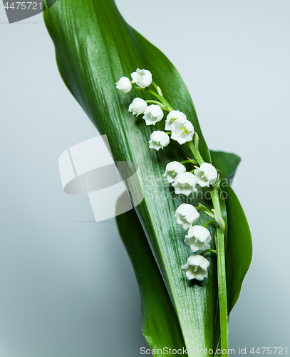 Image of lily of the valley with 13 bells lucky