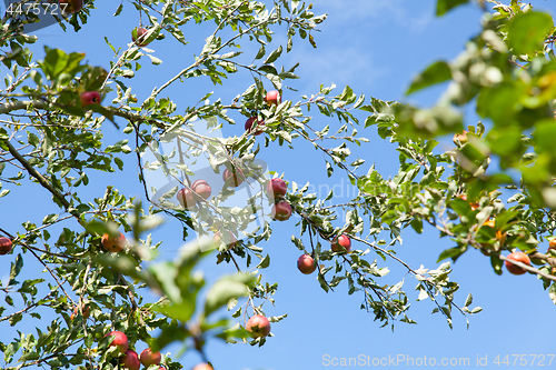 Image of apples in an apple tree in summer