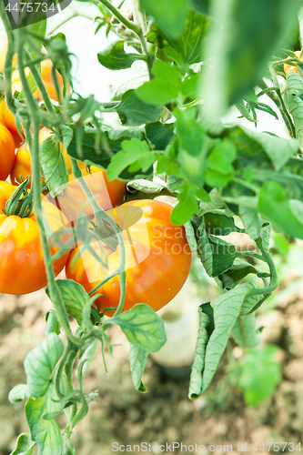 Image of Organic tomatoes in a greenhouse