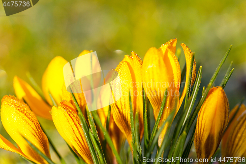 Image of crocus yellow in the morning frost