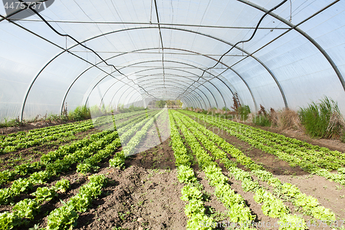 Image of culture of organic salad in greenhouses