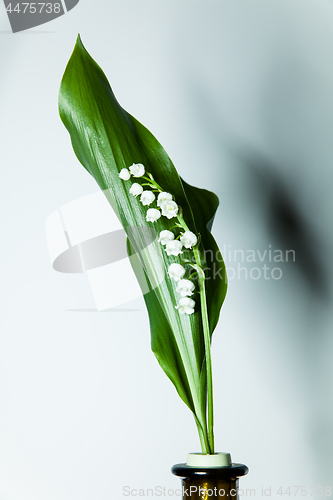 Image of lily of the valley with 13 bells lucky