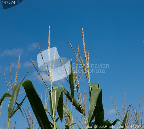 Image of Corn Plant Tops