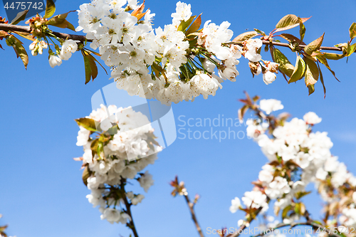 Image of flowering cherry branch on a blue sky
