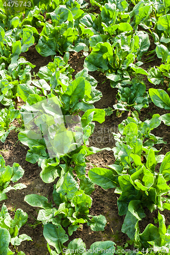 Image of culture of organic salad in greenhouses