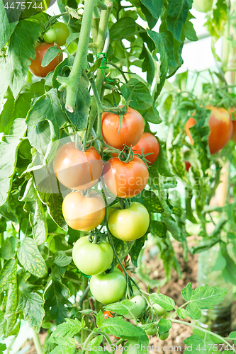 Image of Organic tomatoes in a greenhouse