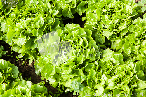 Image of culture of organic salad in greenhouses