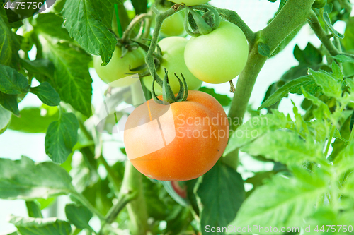 Image of Organic tomatoes in a greenhouse