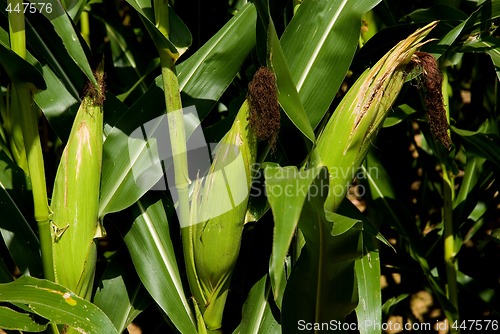 Image of Three Ears Of Corn