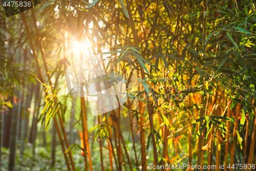 Image of Sun shining through bamboo leaves 