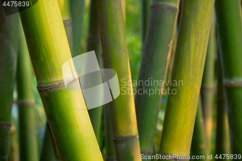 Image of Bamboo close up in bamboo grove