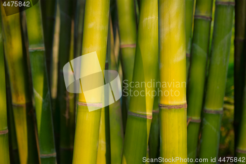 Image of Bamboo close up in bamboo grove