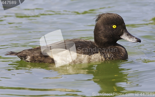 Image of Tufted duck