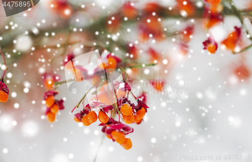 Image of spindle or euonymus branch with fruits in winter