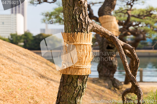 Image of close up of pine tree at hamarikyu gardens park