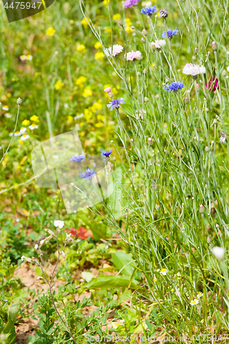 Image of flower meadow