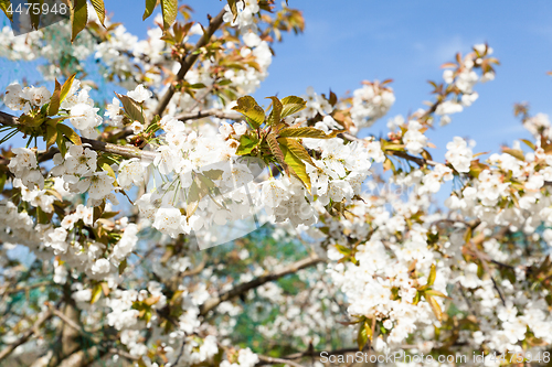 Image of flowering cherry branch on a blue sky