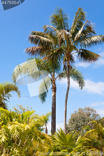 Image of palm garden under a blue sky