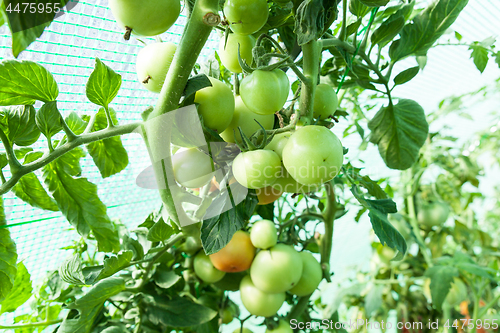 Image of Organic tomatoes in a greenhouse