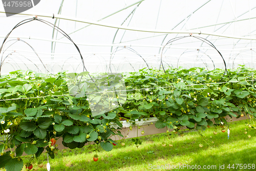 Image of culture in a greenhouse strawberry and strawberries