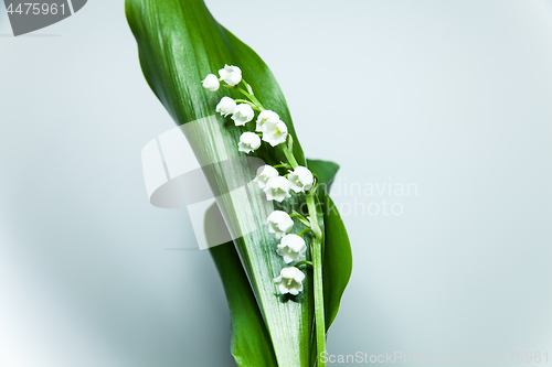 Image of lily of the valley with 13 bells lucky